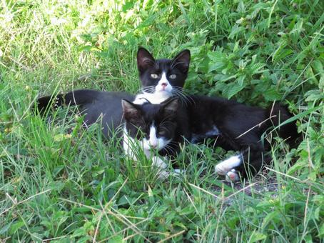 Park cat Naha City, Okinawa Prefecture, JPG Park cat Naha City, Okinawa Prefecture, JPG