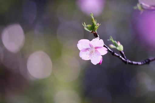 美しい玉ボケと河津桜 美しい玉ボケと河津桜の写真