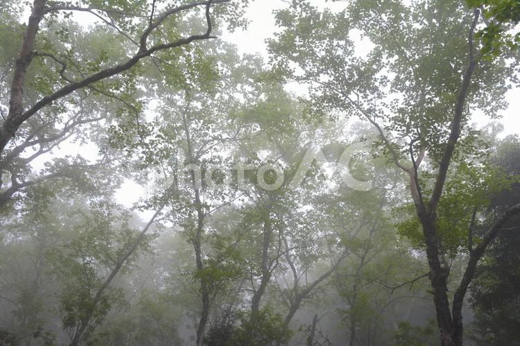 梅雨の八ヶ岳の樹林帯 山,登山,ハイキングの写真素材