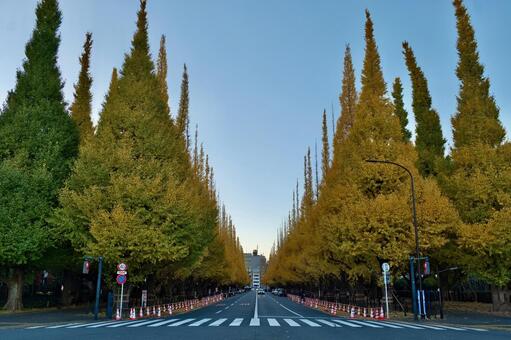 東京, 明治神宮外苑のいちょう並木 いちょう並木,明治神宮外苑,紅葉の写真素材