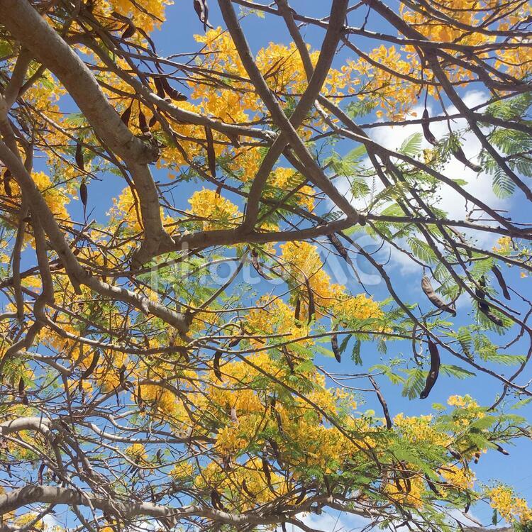 ハワイの火焔木 花,植物,風景の写真素材