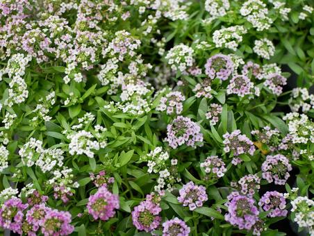寄植えにピッタリのアリッサム 寄植えにピッタリのアリッサムの写真