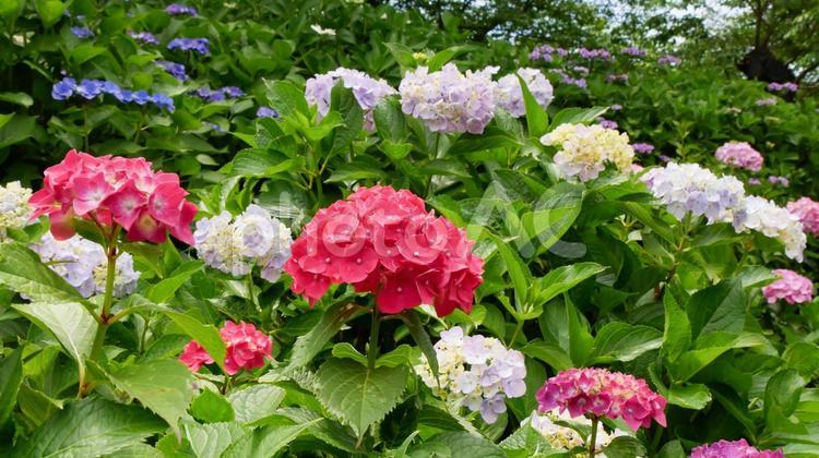あじさい　権現堂公園 あじさい,アジサイ,紫陽花の写真素材