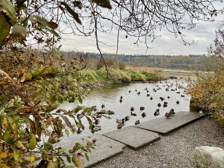 寒空の湖での鳥の群れ 風景,自然,野鳥の写真素材