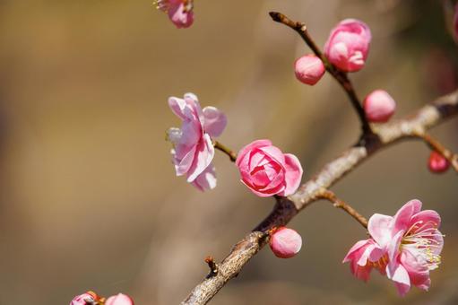 可憐なピンクの梅の花 梅,迎春,梅の花の写真素材