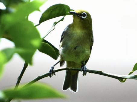 A Japanese white-eye clinging to a branch, JPG