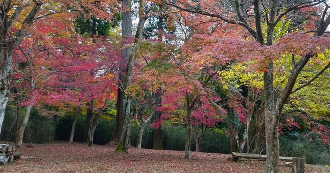 紅葉広場、湯河原もみじの郷。 もみじ,赤,風景の写真素材