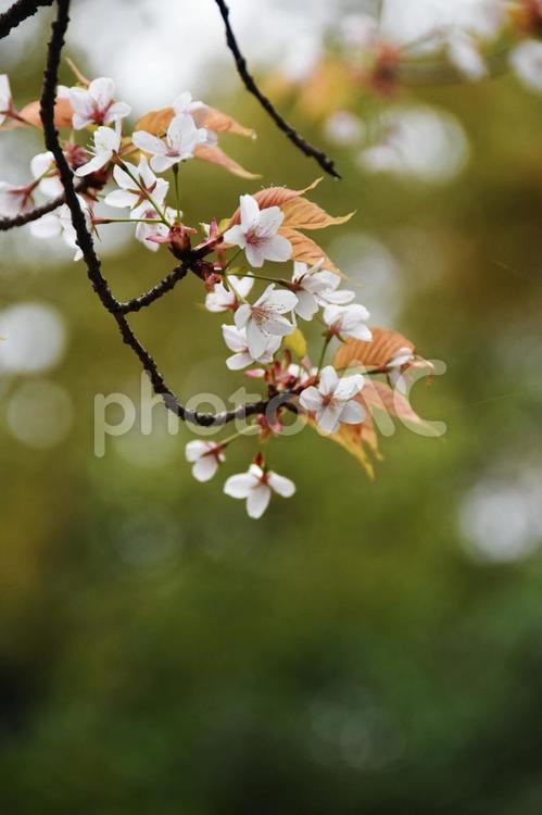 桜（山桜・ヤマザクラ） 桜,山桜,花見の写真素材