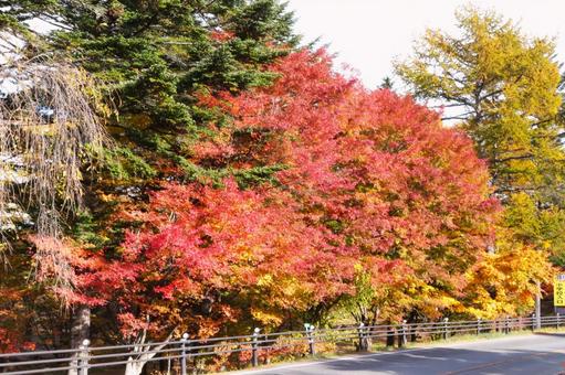 紅葉のはじまりの写真
