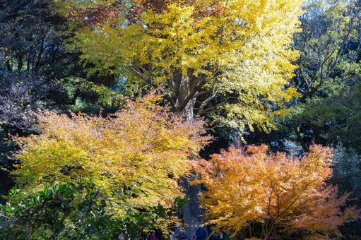 秋の気配・色づく紅葉 秋の気配・色づく紅葉の写真