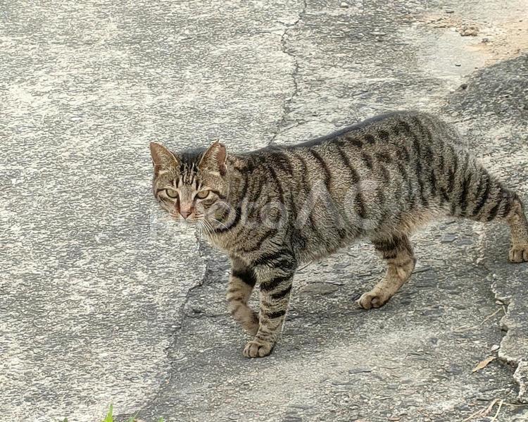 なんか睨んでる？猫ちゃん 猫,野良猫,動物の写真素材