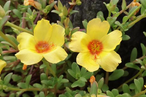 初夏から秋まで咲く庭のポーチュラカの花3 初夏から秋まで咲く庭のポーチュラカの花3の写真