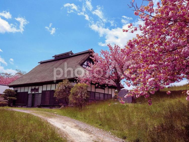 古民家と八重桜 八重桜,桜,花見の写真素材
