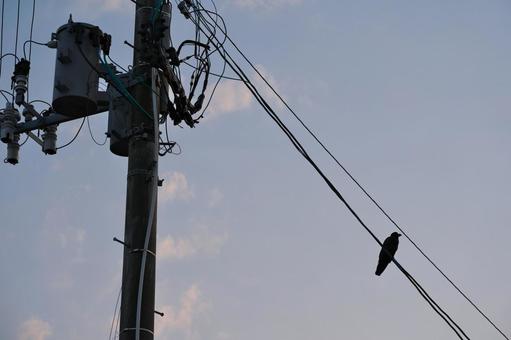 夕方 電線にとまるカラス 夕方 電線にとまるカラスの写真