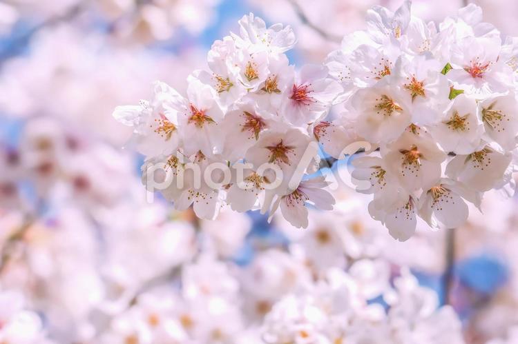 桜の開花イメージ 桜,満開,桃色の写真素材
