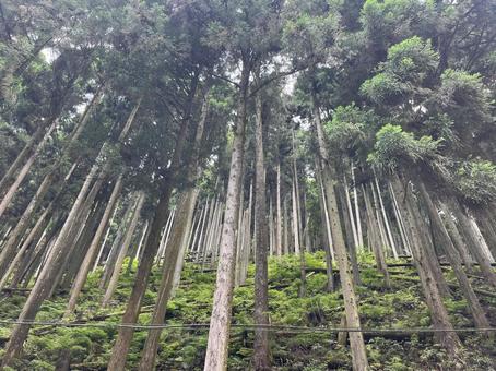 貴船 貴船,京都,木の写真素材