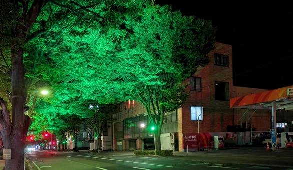 幻想的な緑のトンネル、夜のケヤキ並木 幻想的な緑のトンネル、夜のケヤキ並木の写真