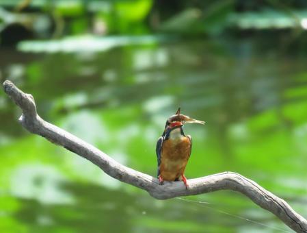 A common kingfisher eating a small fish it caught, JPG A common kingfisher eating a small fish it caught, JPG
