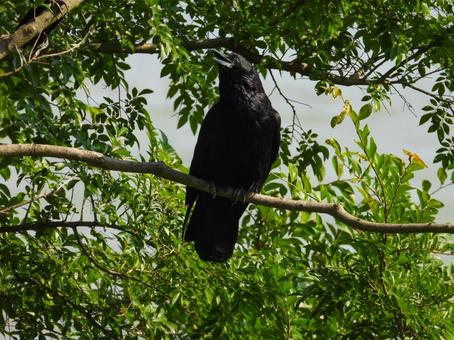木の枝に留まるハシボソガラス ハシボソガラス,野鳥,動物の写真素材