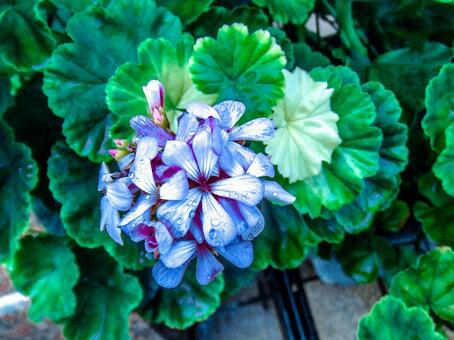 花 花の写真
