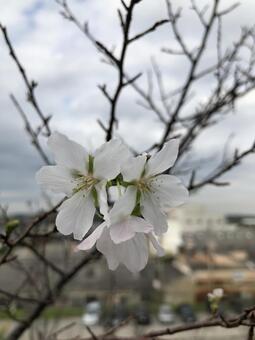 花 花の写真