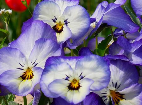 道端のパンジー 花,フラワー,パンジーの写真素材