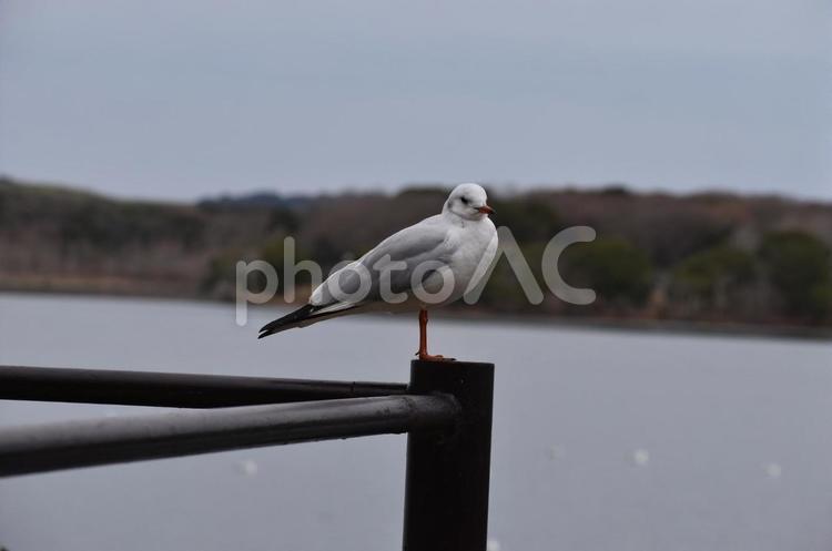 ときわ公園のユリカモメ ユリカモメ,ときわ公園,常盤公園の写真素材