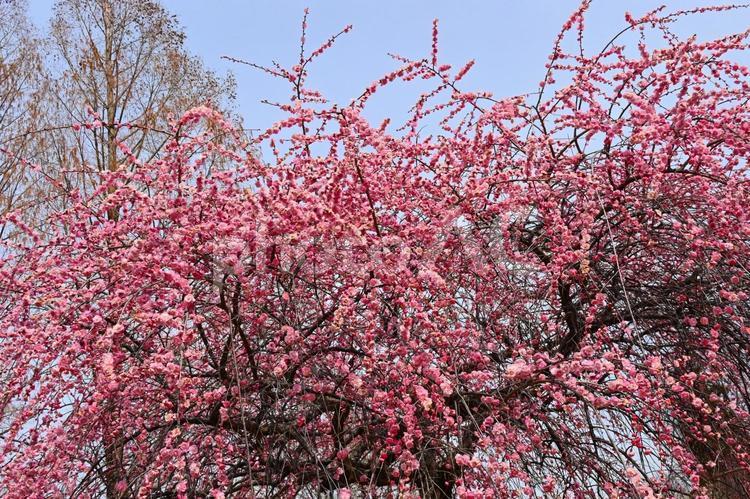 梅林公園　梅の花　 梅,花,梅林の写真素材
