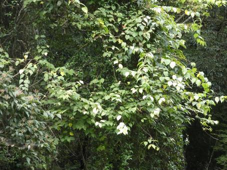 またたびに覆われる森01 またたびに覆われる森01 自然,森林,またたびの写真素材