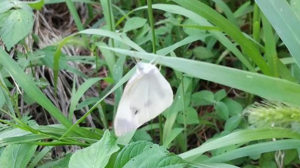 白い蝶 白い蝶 モンシロチョウ,昆虫,蝶の写真素材