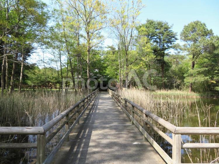 ひたち海浜公園内の観察池に架かる木道 木道,観察池,池の写真素材