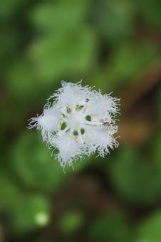 シラヒゲソウ シラヒゲソウ シラヒゲソウ,白ひげ草,花の写真素材
