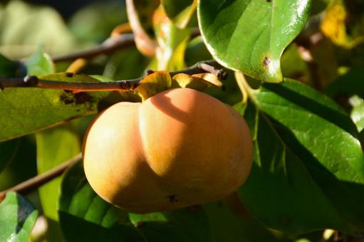 伊勢　蓮台寺柿 蓮台寺柿,伊勢市,柿の写真素材