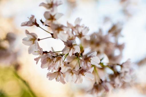 公園の桜(31)の写真