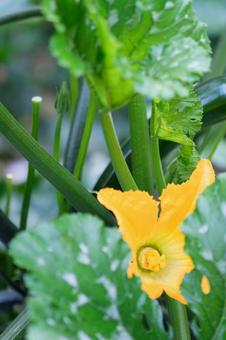 ズッキーニの花 ズッキーニの花 ズッキーニ,ウリ科,カボチャ属の写真素材