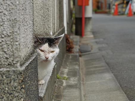 覗き猫シリーズ 壁の陰から覗く猫 覗き猫シリーズ 壁の陰から覗く猫の写真