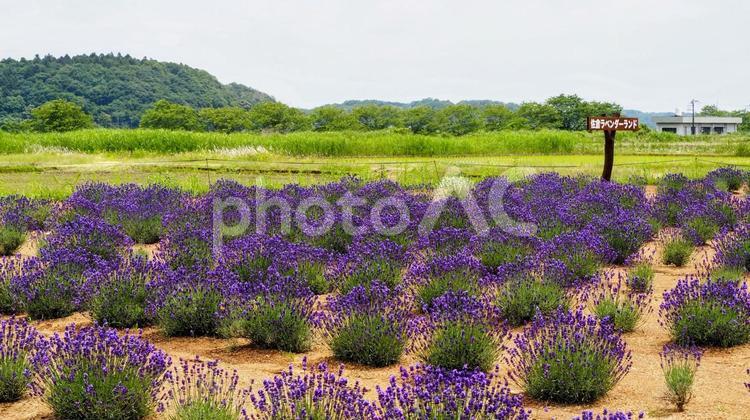 初夏の佐倉・ラベンダー畑＆緑の丘・千葉県 初夏,ラベンダー,花の写真素材