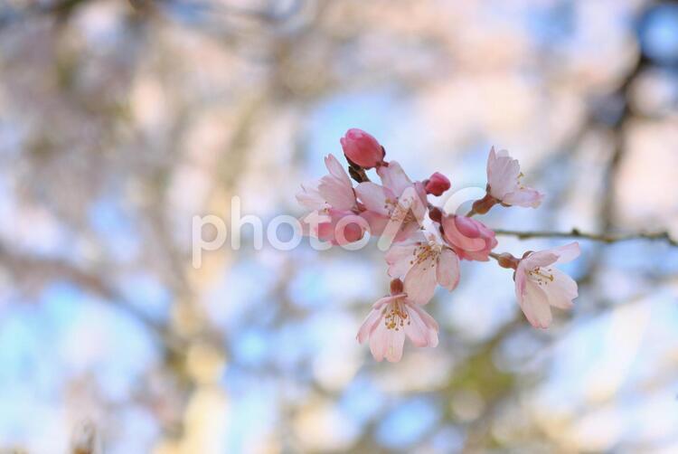 枝垂れ桜の花のクローズアップ 枝垂れ桜,桜,花の写真素材