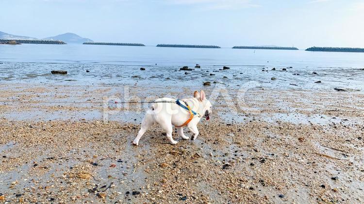 美濃ケ浜海浜公園を散歩するフレブル 美濃ケ浜,海浜公園,フレンチブルドッグの写真素材