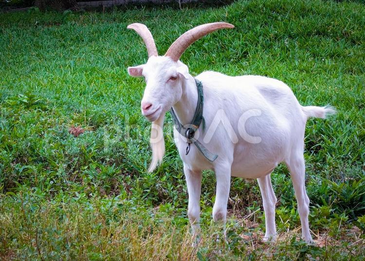 ヤギ 動物,生き物,ヤギの写真素材