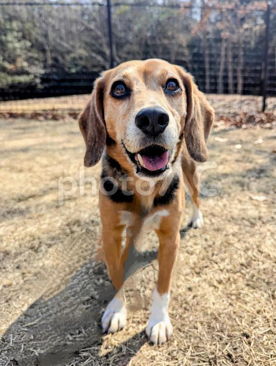 あっちに行ってみるぅ？ 犬,ビーグル,中型犬の写真素材