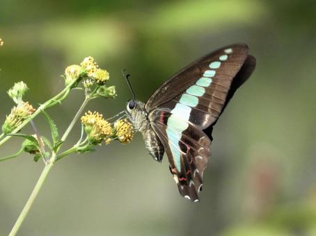 花の蜜を吸うチョウ 花の蜜を吸うチョウの写真