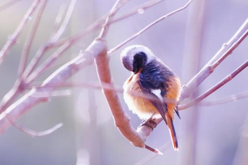 枝の上で羽繕いをするジョウビタキ 枝の上で羽繕いをするジョウビタキ 鳥,ジョウビタキ,冬の写真素材