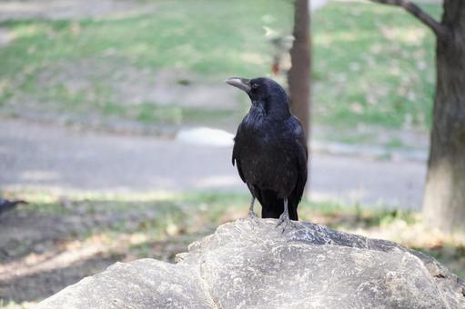 ハシボソガラス　岩の上にとまる カラス,ハシボソガラス,烏の写真素材