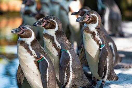 ケープペンギン ケープペンギンの写真