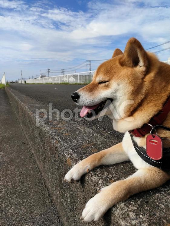 お散歩気持ちいいなぁ！ 犬,柴犬,シバの写真素材