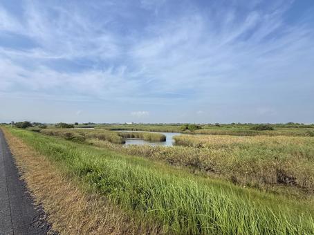 揖斐川のヨシ原2 アシ原,ヨシ原,葦の写真素材