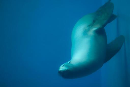 カリフォルニアアシカ カリフォルニアアシカ アシカ,哺乳類,カリフォルニアアシカの写真素材