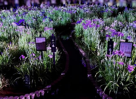 夜の堀切菖蒲園 ライトアップされる花菖蒲 夜の堀切菖蒲園 ライトアップされる花菖蒲 堀切菖蒲園,5月,菖蒲の写真素材