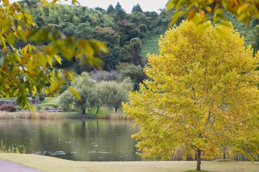 水辺の広場に立つ黄金色に輝く一本の木 黄葉,紅葉,秋の写真素材